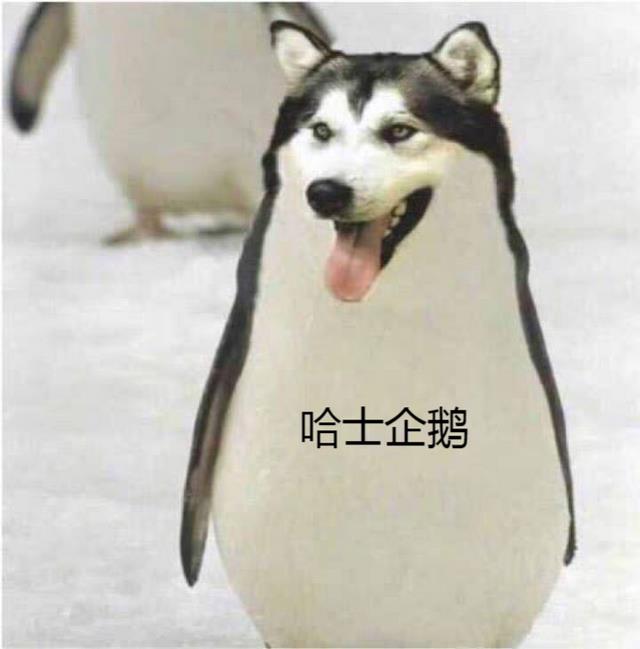 ʿ